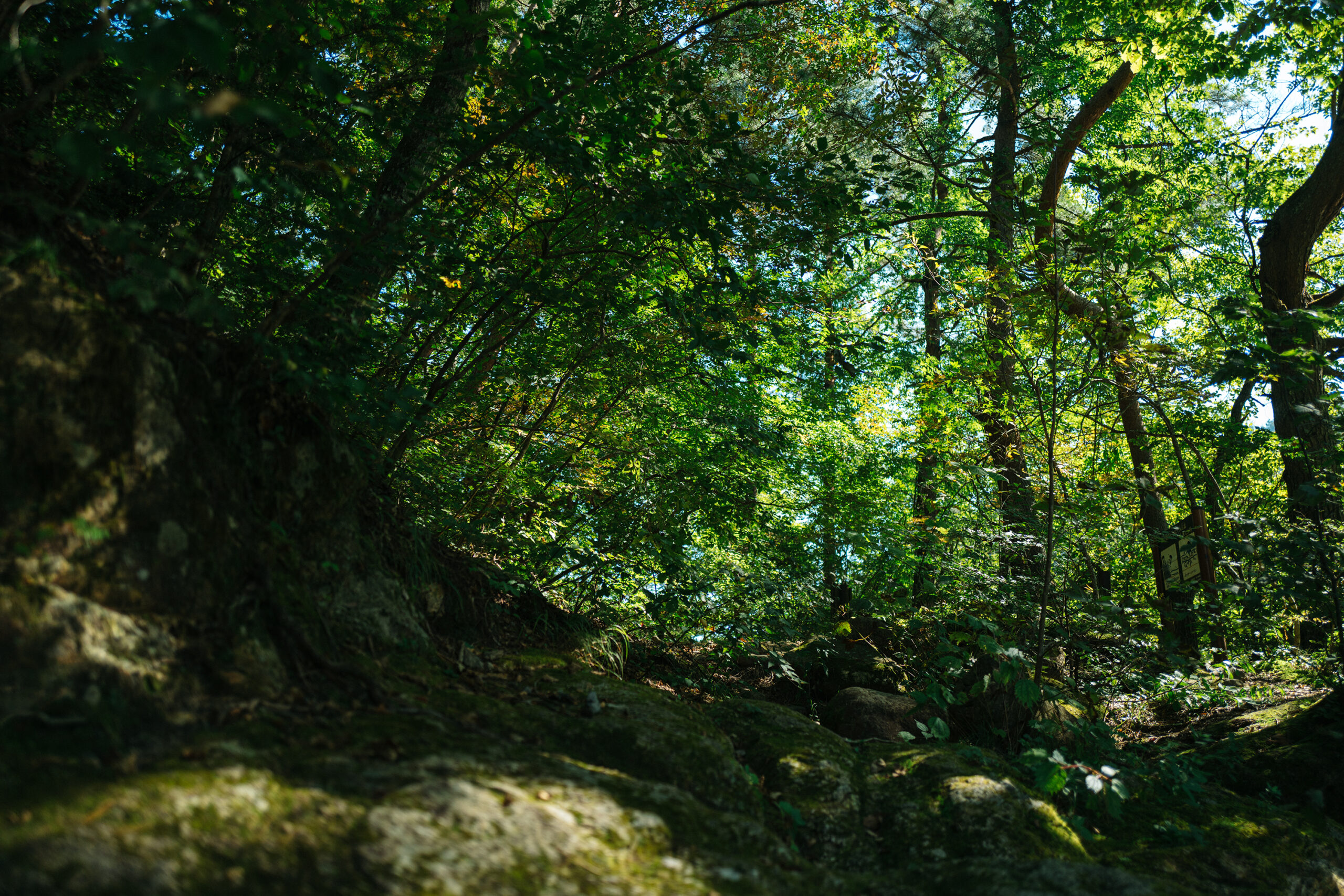 日本の美意識「自然観」 | 連載コラム『日本工芸の歩む道』前編「日本